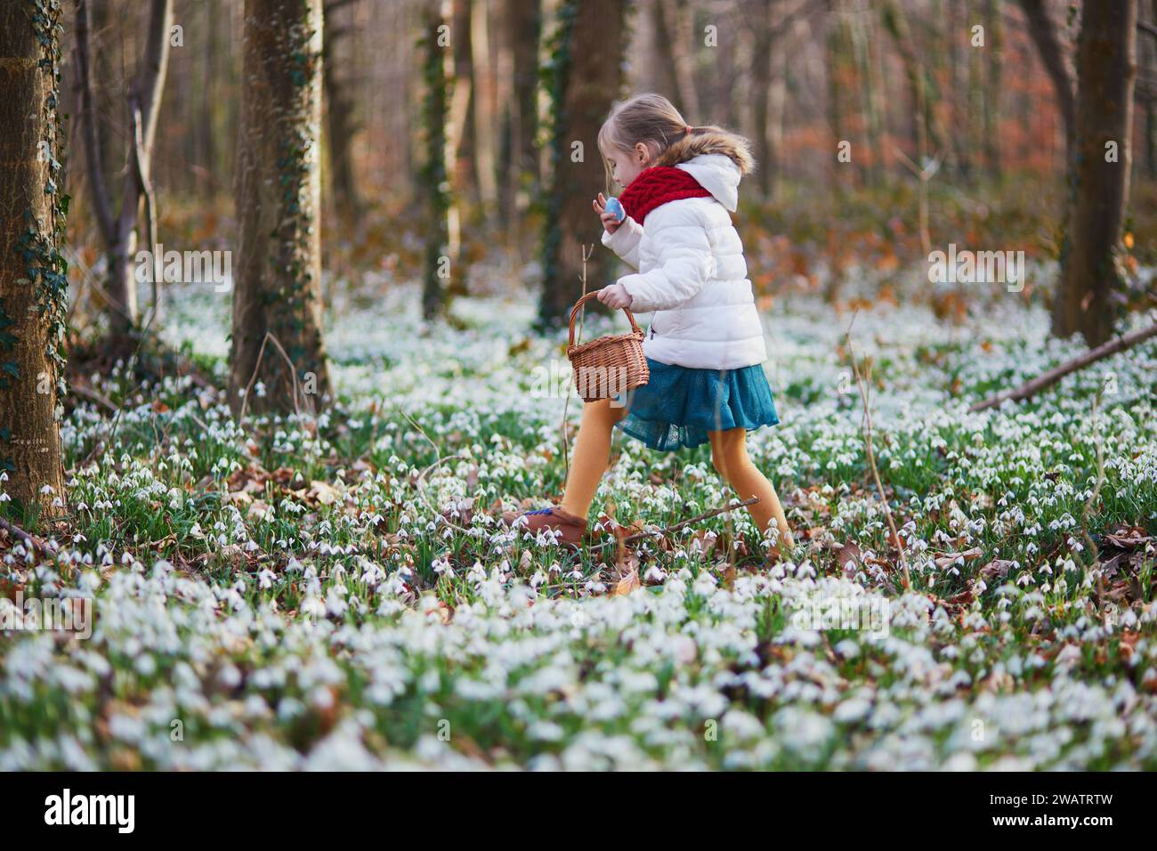 Five year old girl playing egg hunt on Easter. Child sitting on the grass with many snowdrop flowers and gathering colorful eggs in basket. Little kid Stock Photo