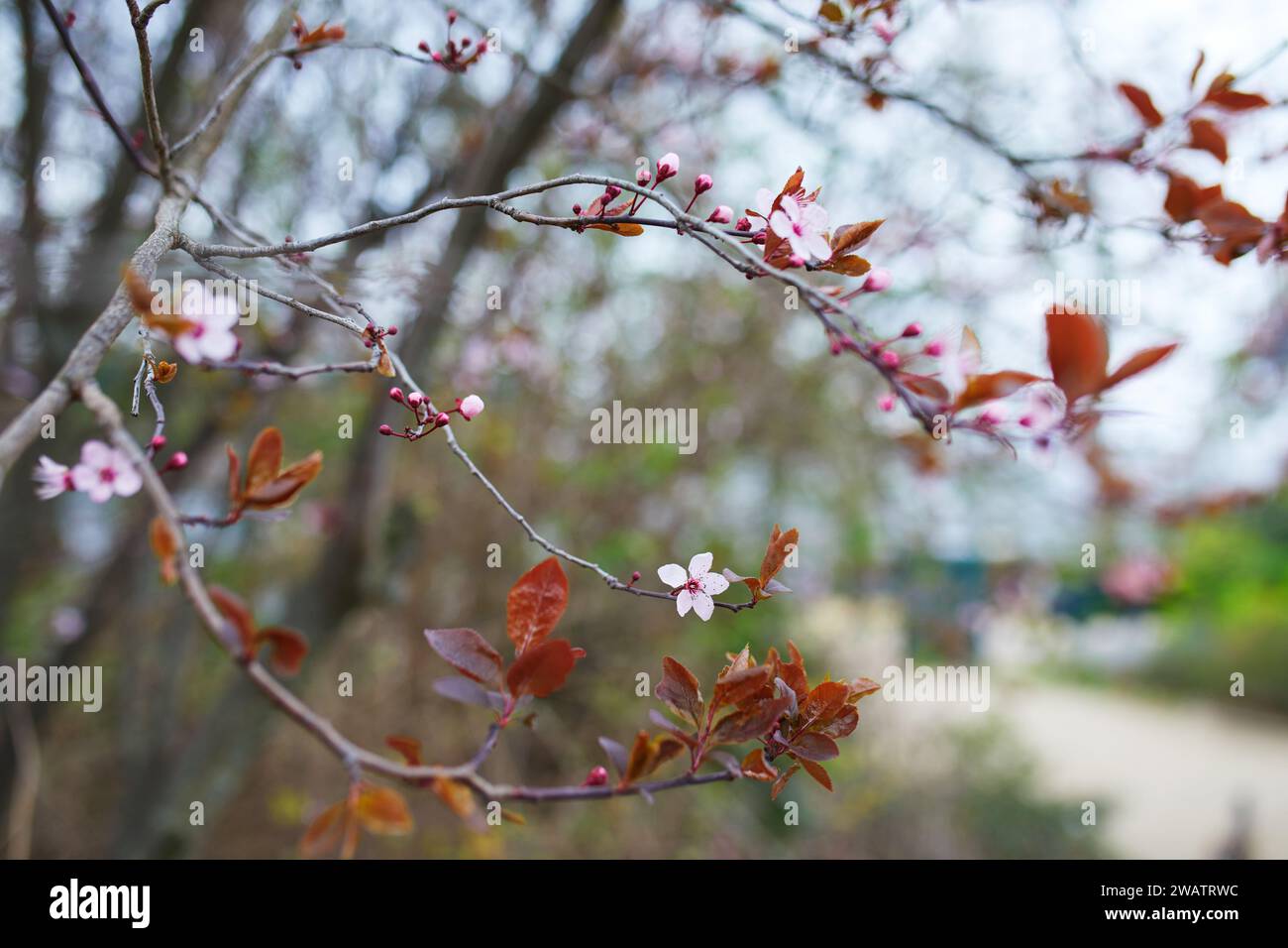 Branch of cherry blossom tree with beautiful pink flowers on a sunny ...