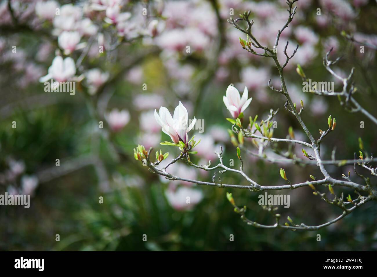 White magnolia in full bloom on a Parisian street on a spring day ...