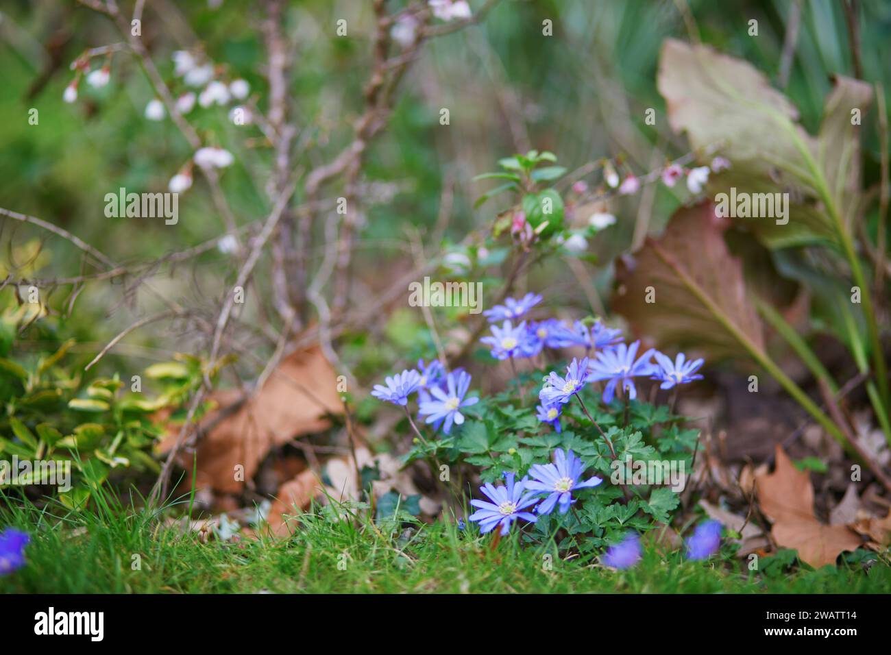 Violet forest flowers on a spring day Stock Photo