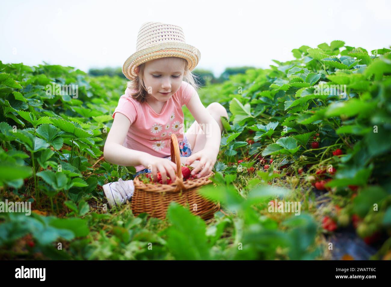 Adorable preschooler girl picking fresh organic strawberries on farm ...