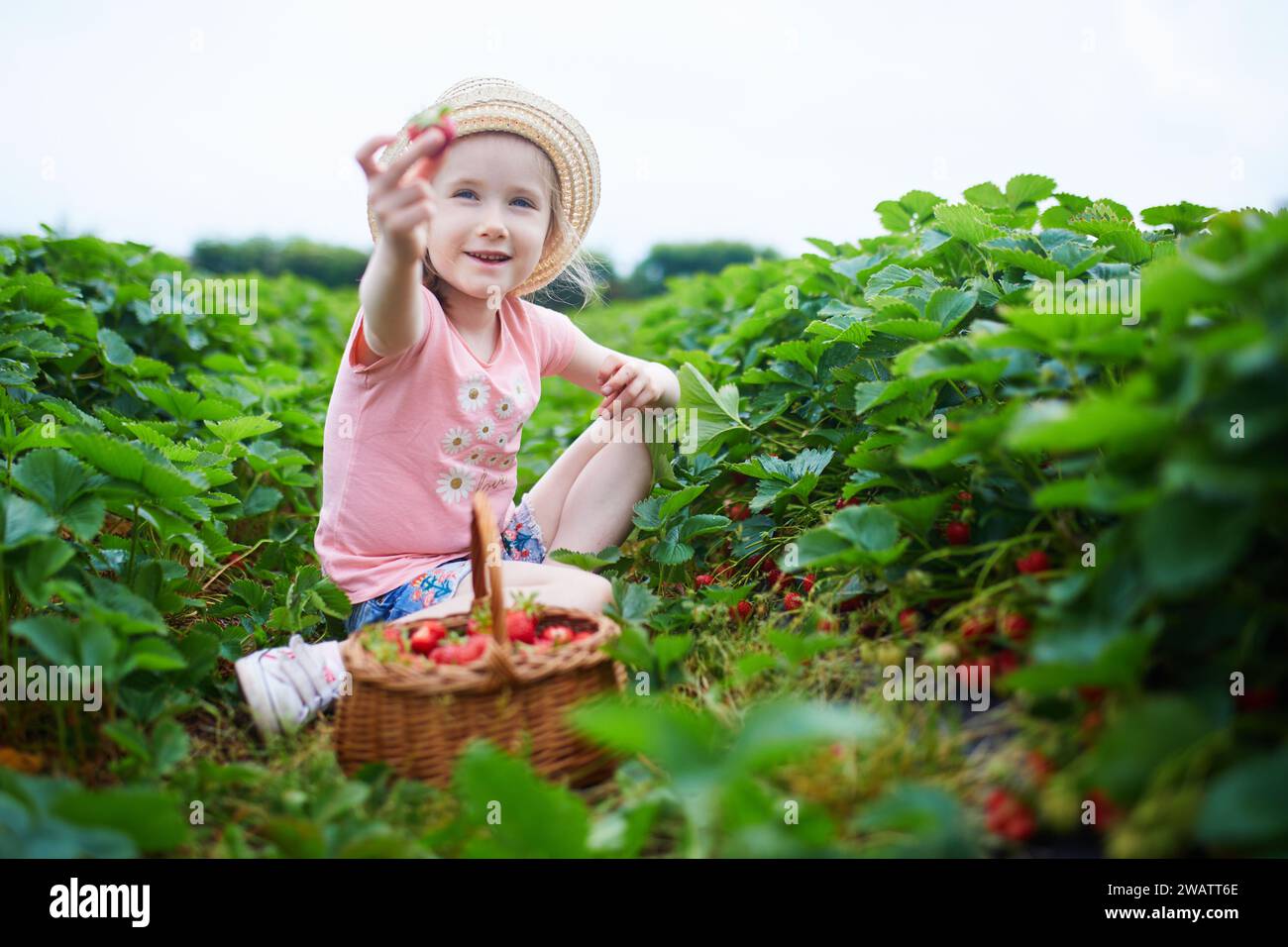Adorable preschooler girl picking fresh organic strawberries on farm ...