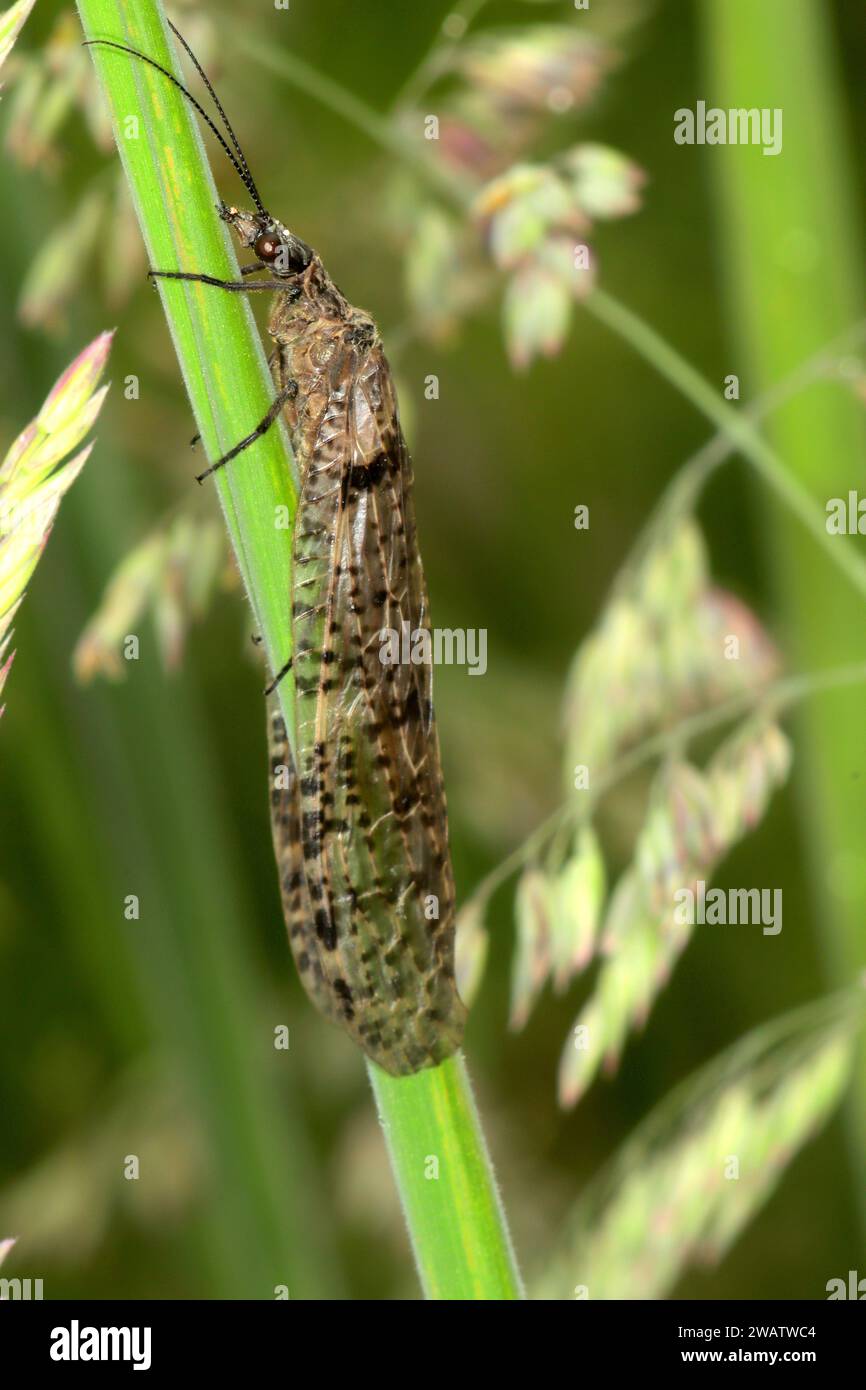 New Zealand Dobsonfly (Archichauliodes diversus) Stock Photo