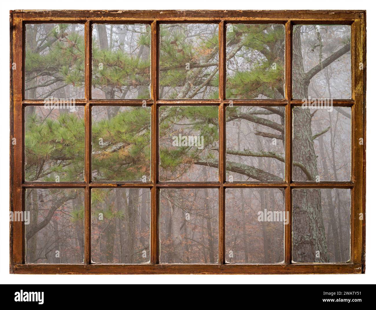 forest and pine tree in fog as seen from a retro sash window Stock ...