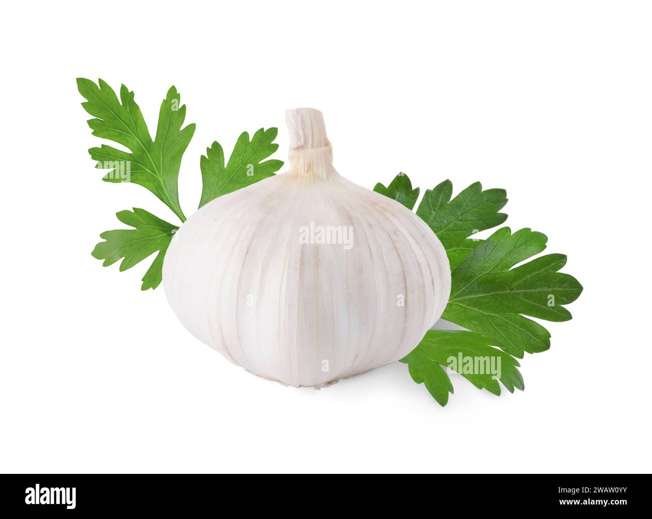 Fresh garlic and green parsley isolated on white Stock Photo - Alamy