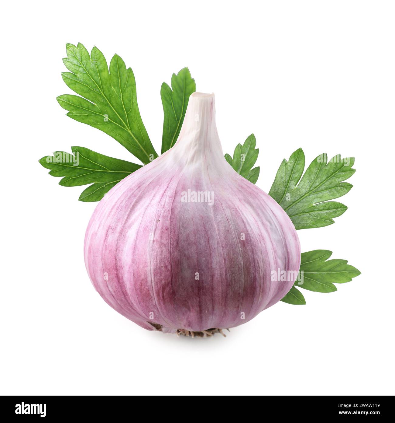 Fresh garlic and green parsley isolated on white Stock Photo - Alamy