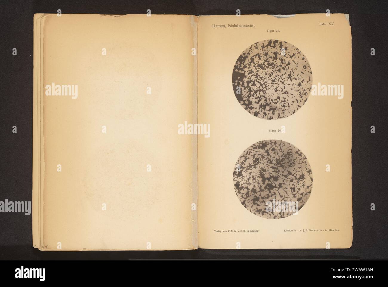 Two microscope recordings of spoilage bacteria, Gustav Hauser, c. 1875 ...