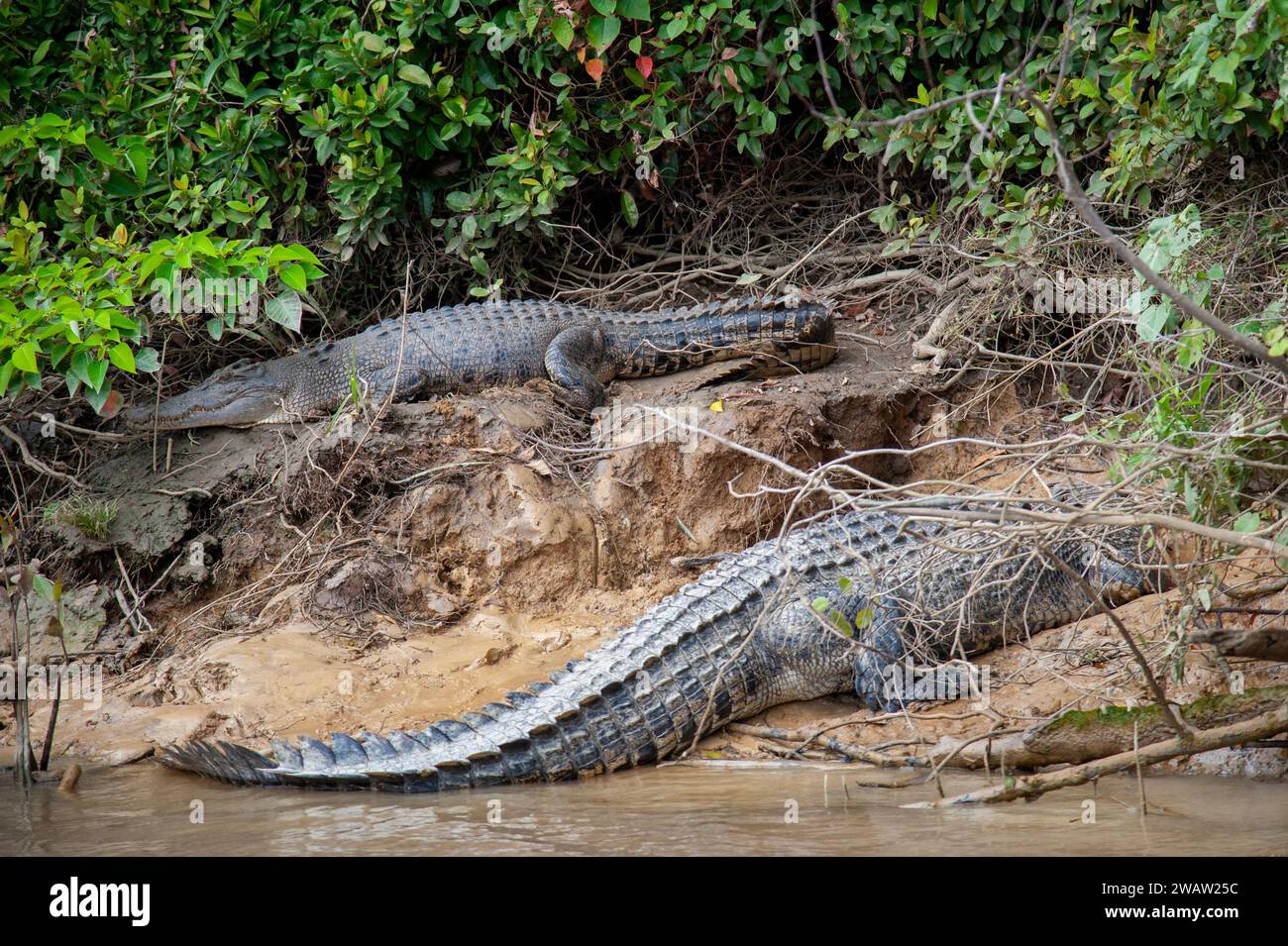 A pair of saltwater crocodiles rest on the banks of the Daintree River in Cape Tribulation in Far North Queensland in Australia. Stock Photo