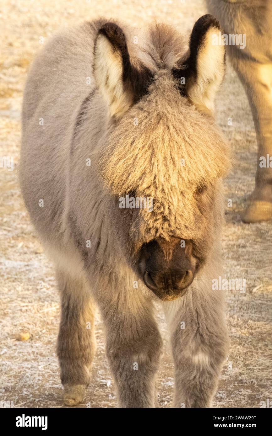 Small shaggy donkey at the Tupelo Buffalo Farm and Zoo in Tupelo, Mississippi. (USA) Stock Photo