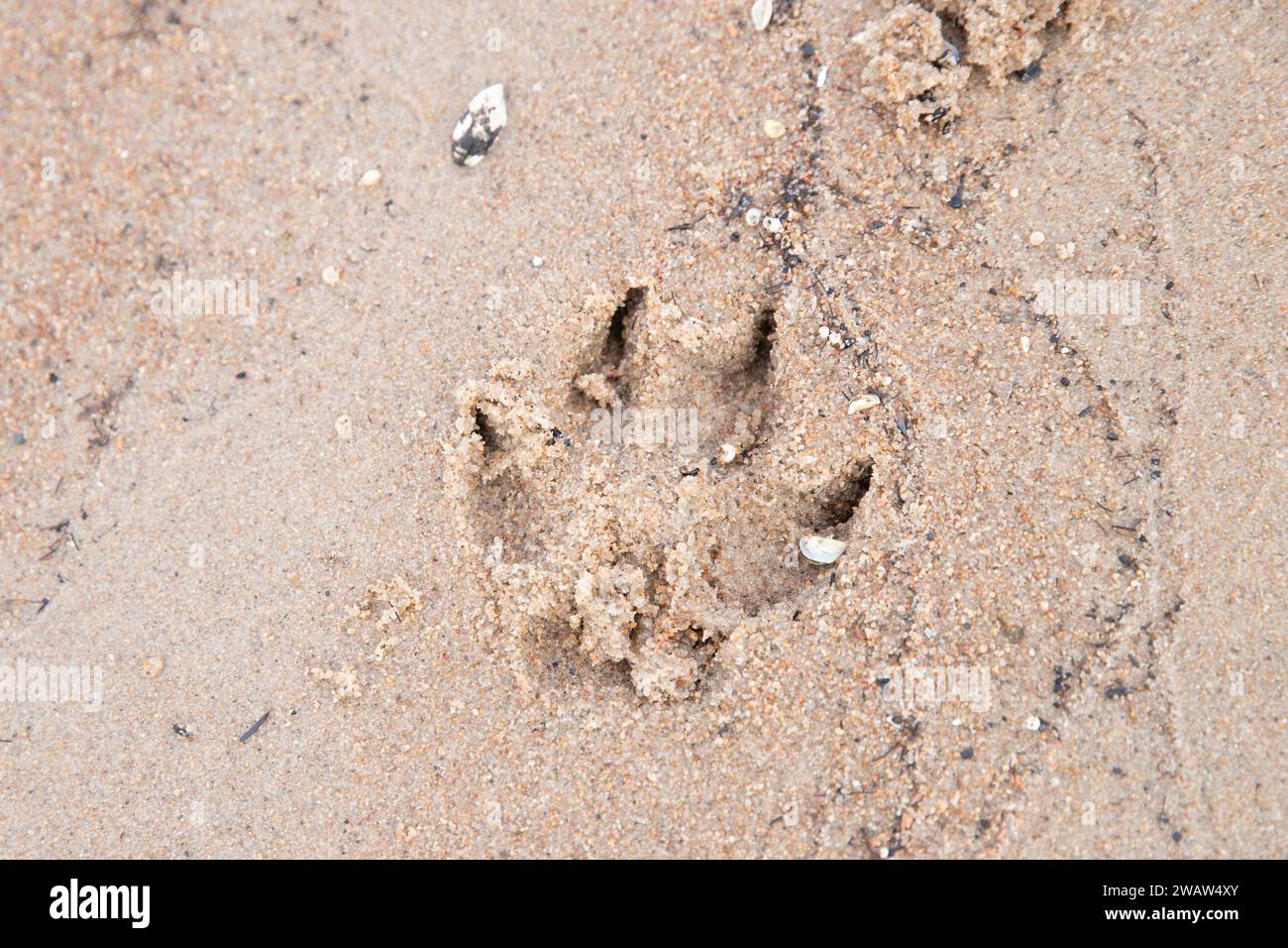 Dog paw print on the beach Stock Photo