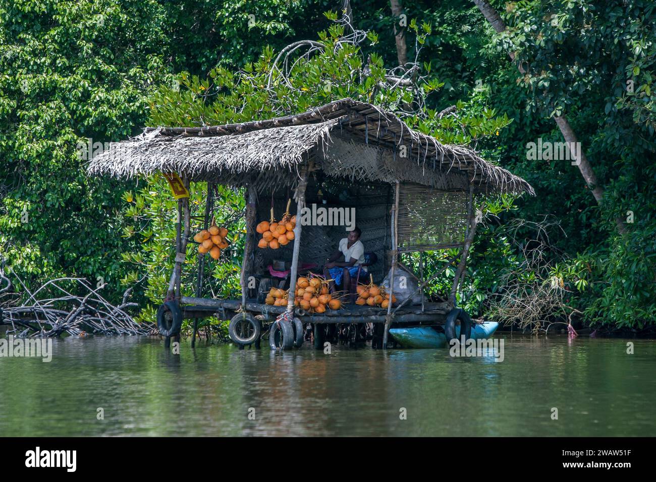 A man selling King Coconuts sitting in a leaning store built on the Madu River at Balapitiya in Sri Lanka. Stock Photo