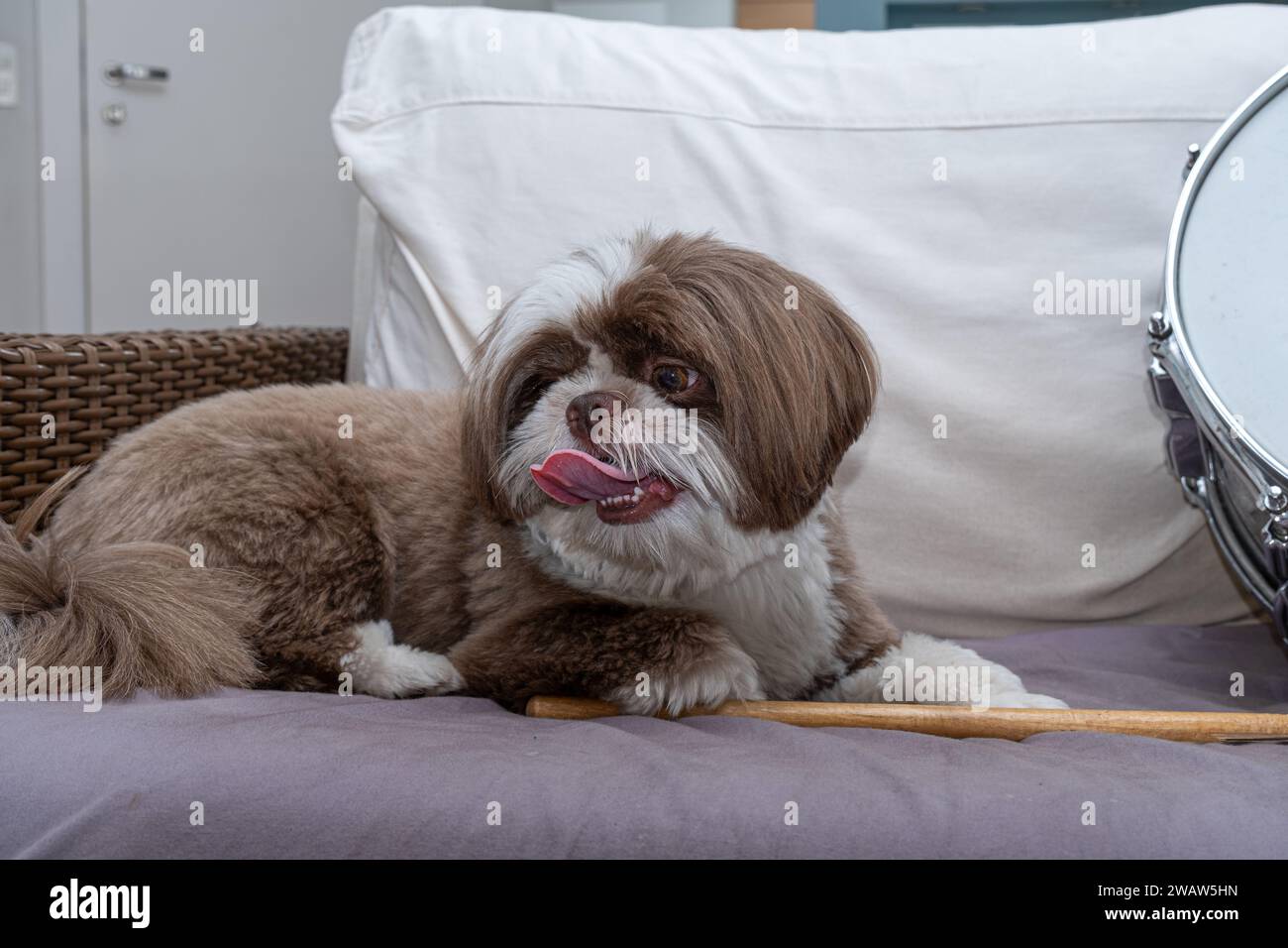 2 year old shih tzu with a tongue outside a drumstick and a metal snare 1. Stock Photo