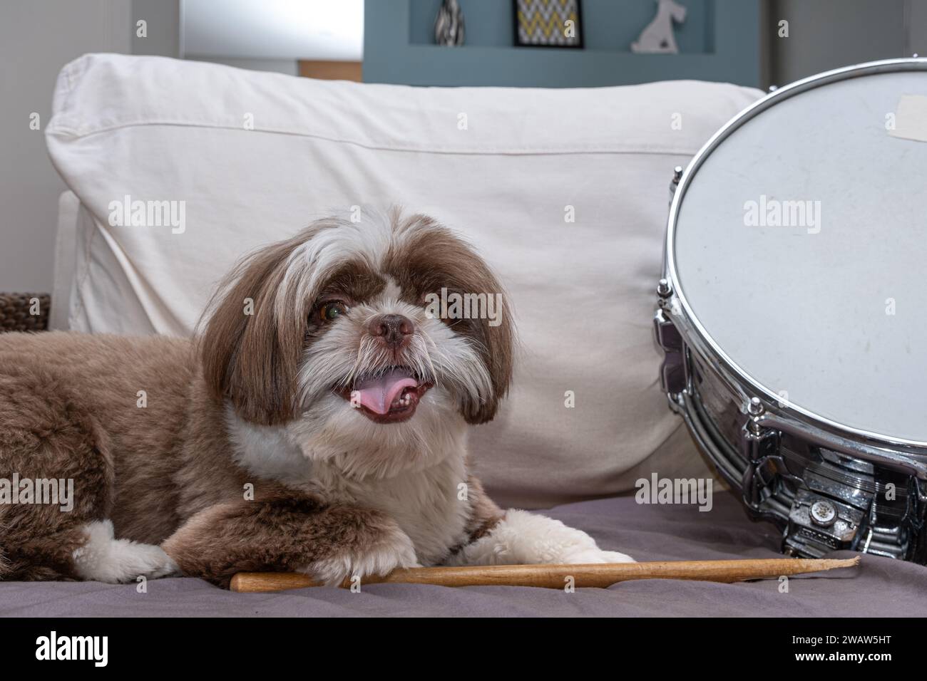 2 year old shih tzu with a tongue outside a drumstick and a metal snare 2. Stock Photo