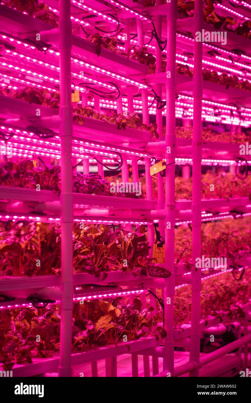 Green salad farm in hydroponics with led lightning, microgreens grow with artificial lighting lamps Stock Photo