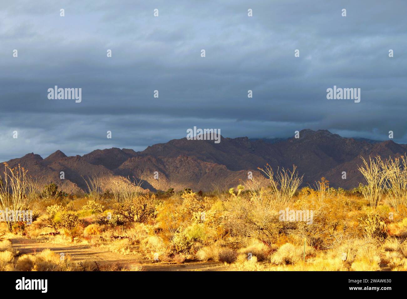 The Desert after a rain at sunset Stock Photo
