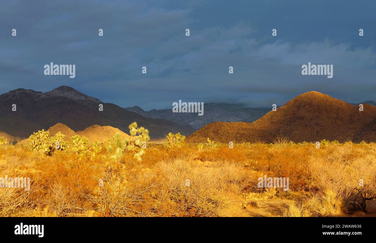 The Desert after a rain at sunset Stock Photo