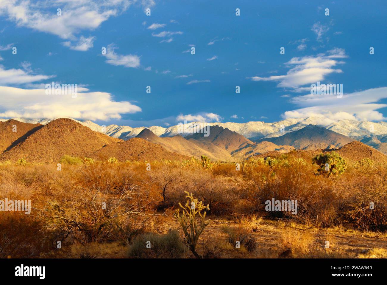 The Desert after a rain at sunset Stock Photo