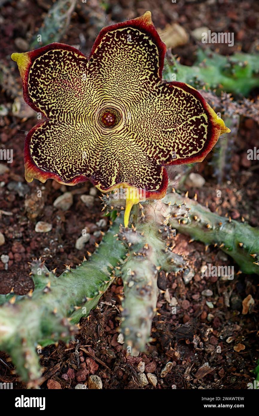 Persian carpet flower (Edithcolea grandis var. baylissiana, Asclepiadaceae). Unusual succulent plant. rare. Stock Photo