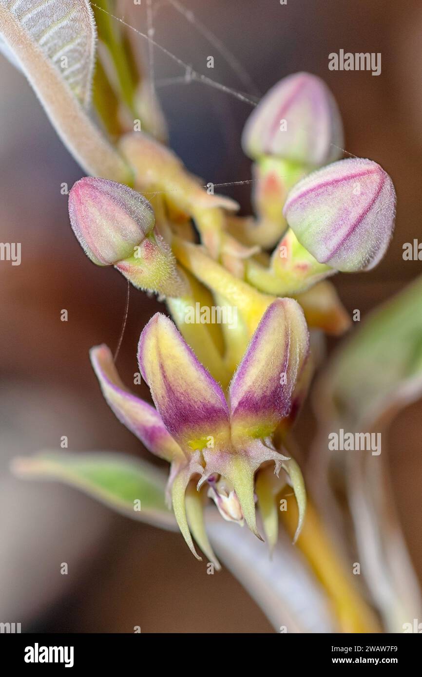 Raphionacme angolensis, Apocynaceae. Ornamental succulent plant. rare herb of desert, green flower. Stock Photo
