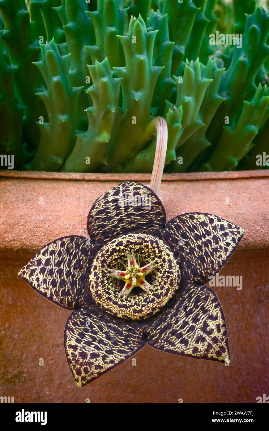 Orbea variegata, Apocynaceae. Ornamental succulent plant. rare herb of desert, yellow-red flower. Stock Photo
