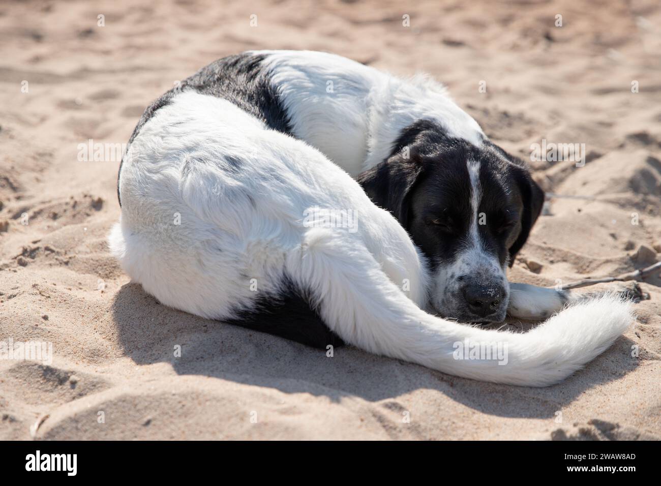 black and white do sleeping on the sand, Lake Manitoba, Canada Stock Photo