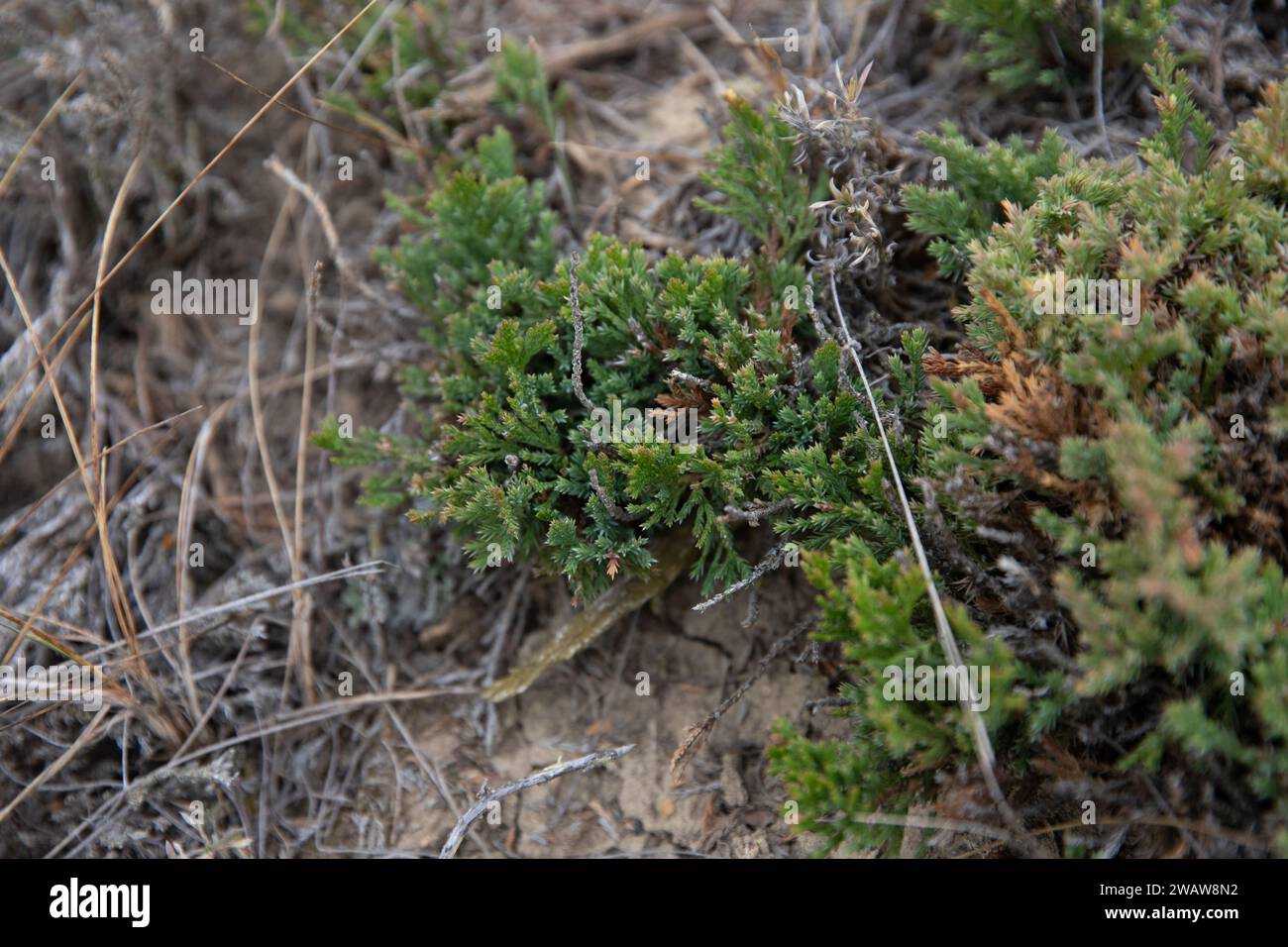 Creeping juniper plant, native prairie ground cover, Saskatchewan, Canada Stock Photo