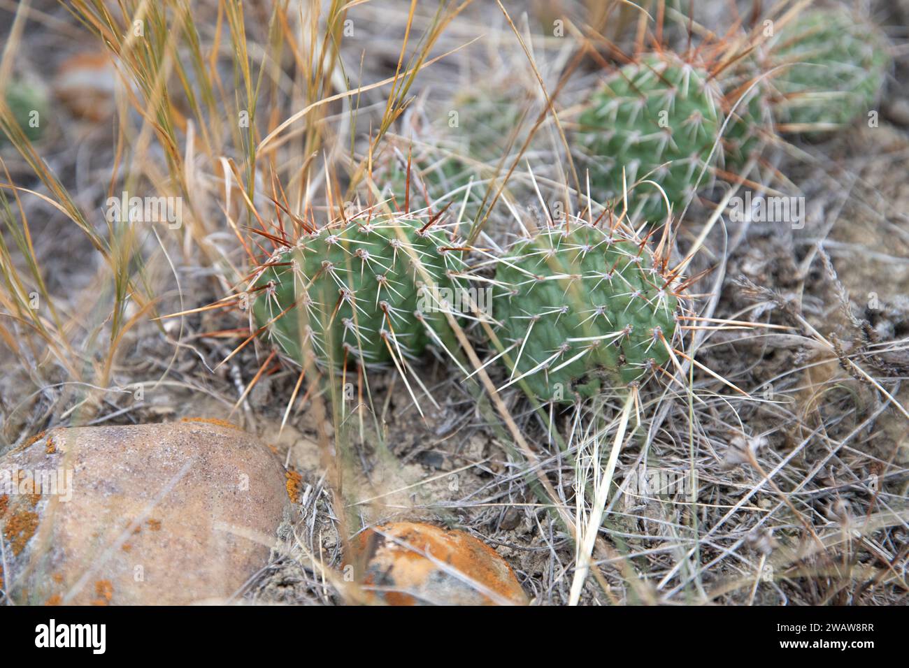 little prickly pear cactus, native prairie shrub, Saskatchewan, Canada Stock Photo