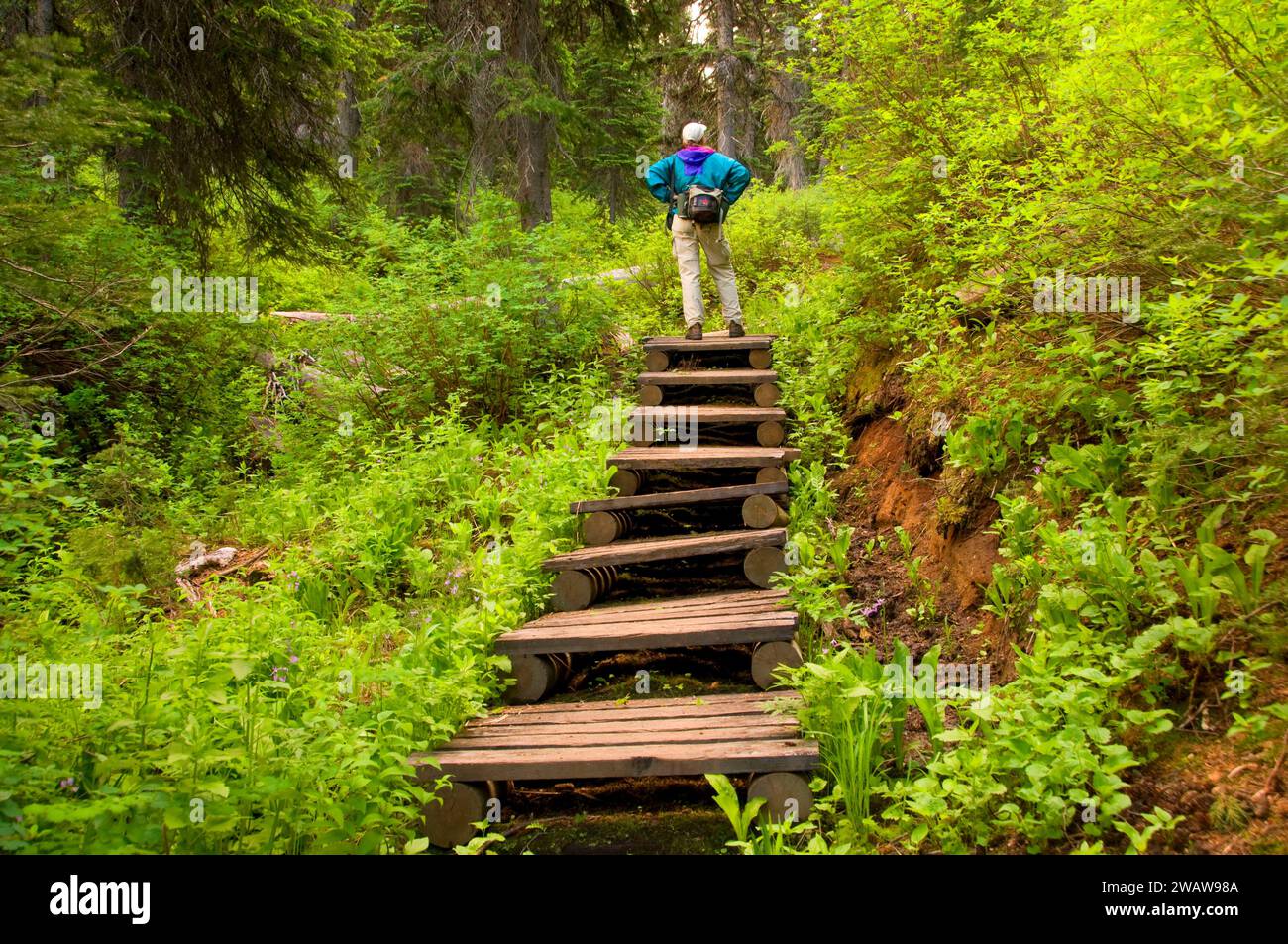 Cliff Lake Trail stairs, Lolo National Forest, Montana Stock Photo Alamy