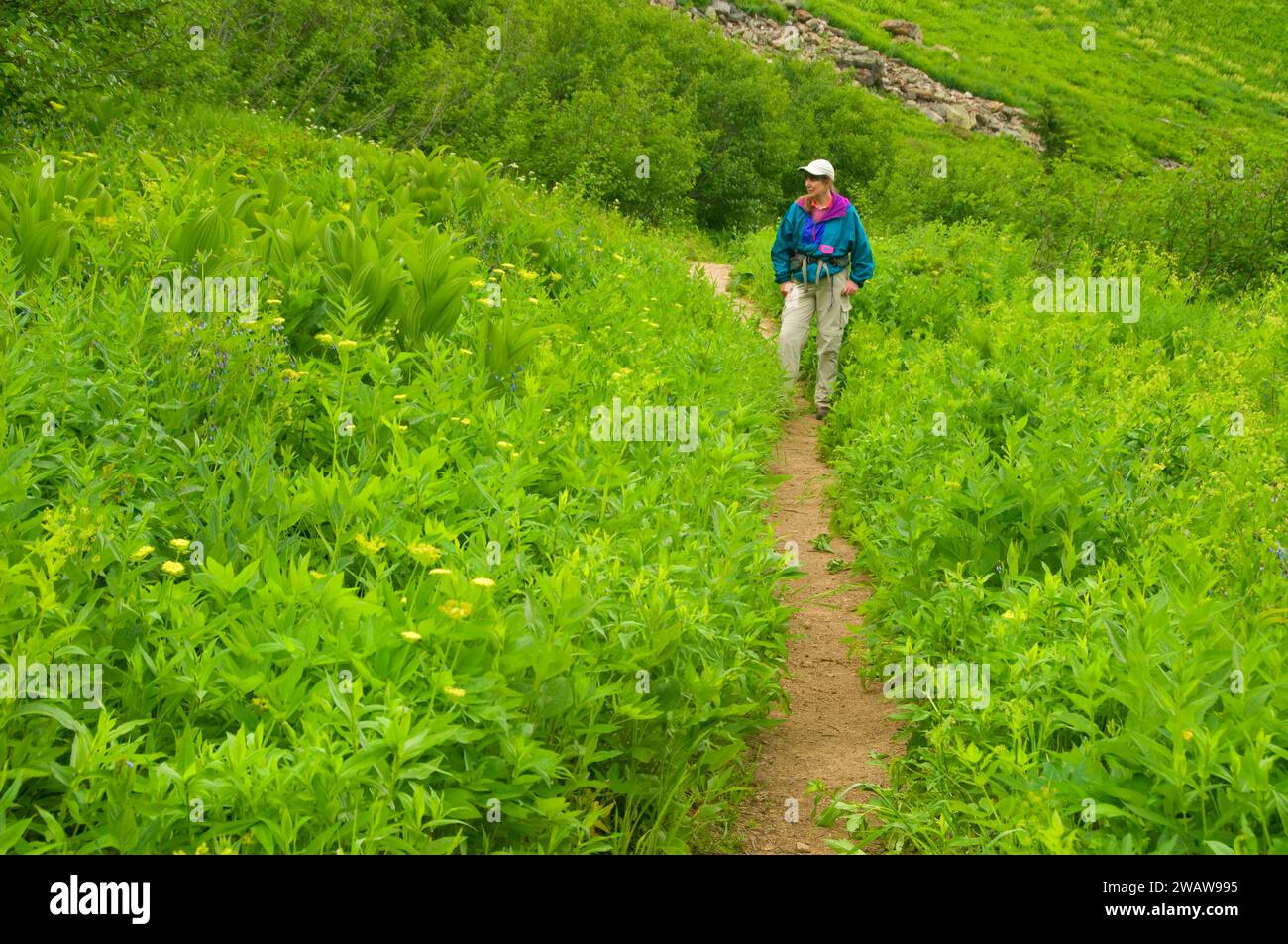 Cliff Lake Trail, Lolo National Forest, Montana Stock Photo Alamy