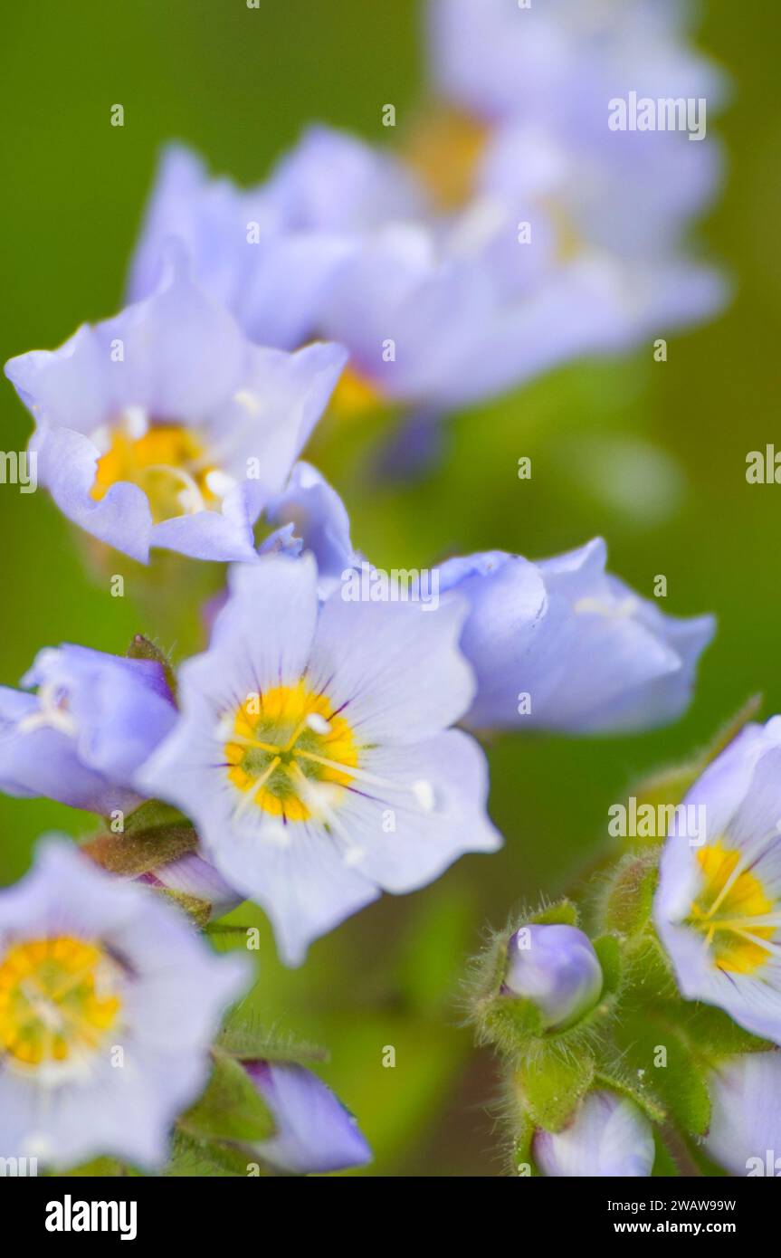 Wildflowers along Cliff Lake Trail, Lolo National Forest, Montana Stock Photo Alamy