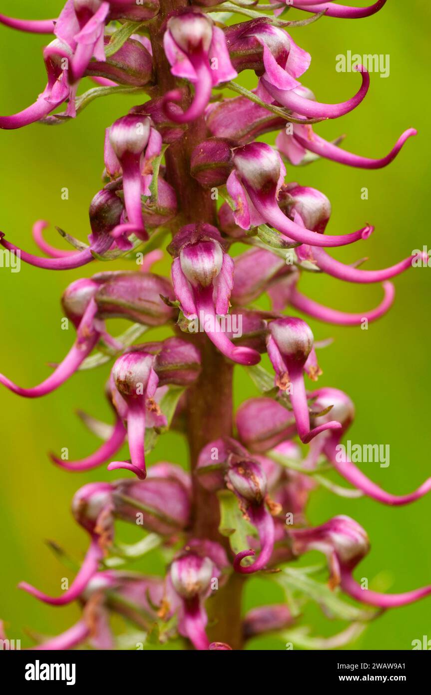 Elephanthead along Cliff Lake Trail, Lolo National Forest, Montana Stock Photo Alamy