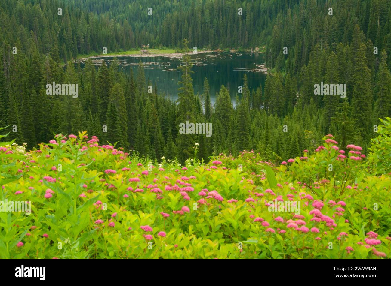 Diamond Lake with spirea from the Cliff Lake Trail, Lolo National Forest, Montana Stock Photo