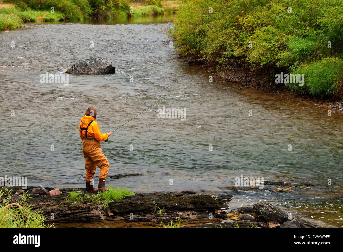 Flyfishing Thompson River, Lolo National Forest, Montana Stock Photo ...