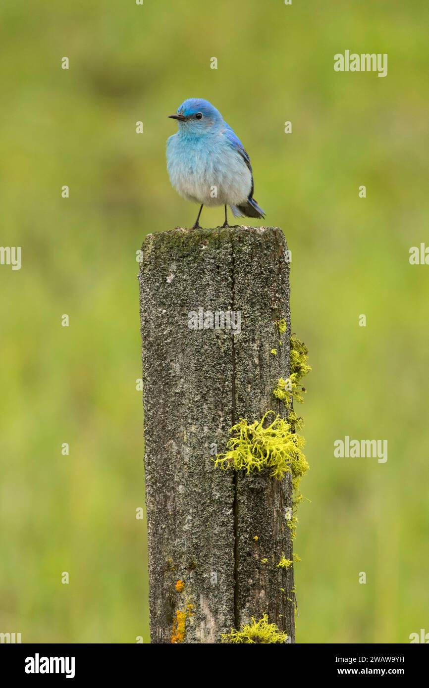 Mountain bluebird, Lolo National Forest, Montana Stock Photo - Alamy