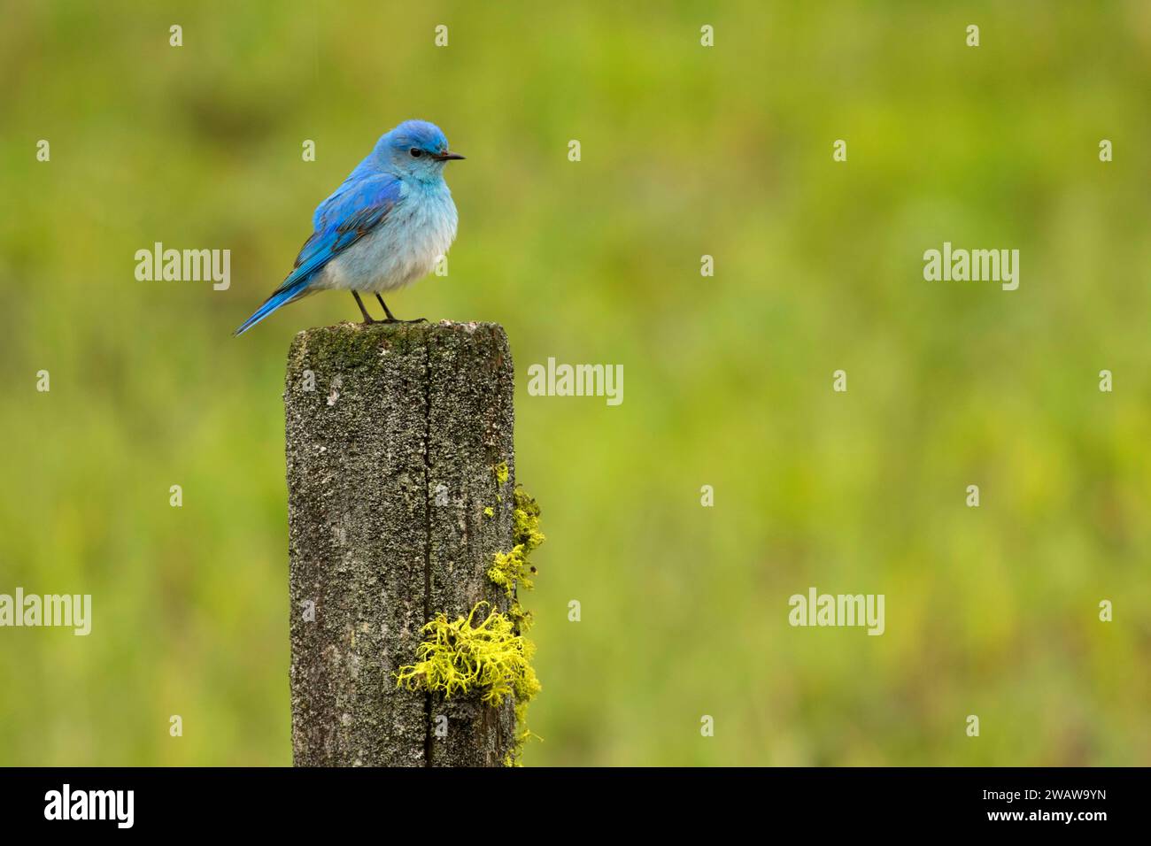 Mountain bluebird, Lolo National Forest, Montana Stock Photo - Alamy