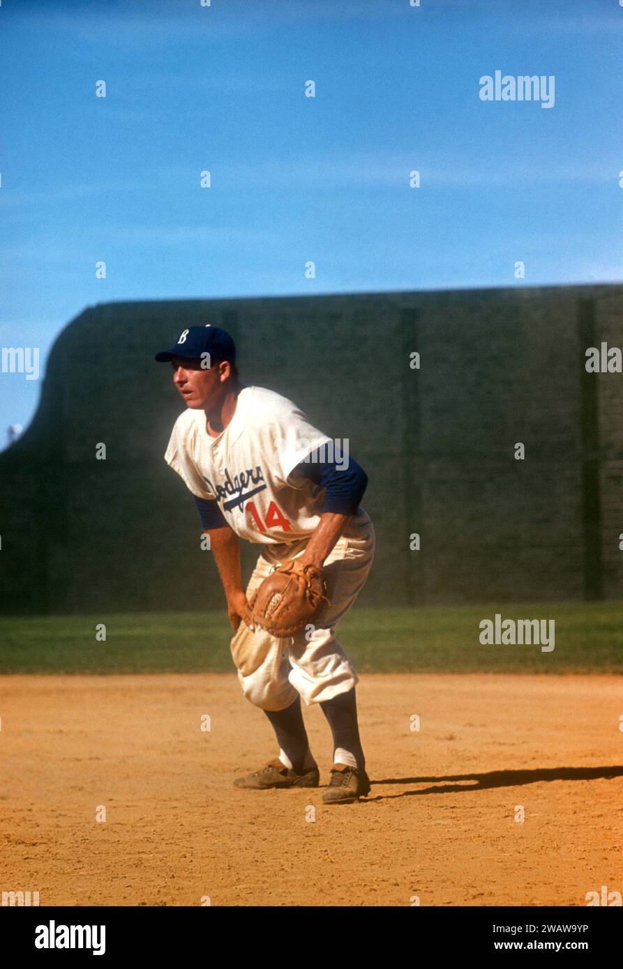 VERO BEACH, FL MARCH, 1956 Gil Hodges 14 of the Brooklyn Dodgers defends during an MLB