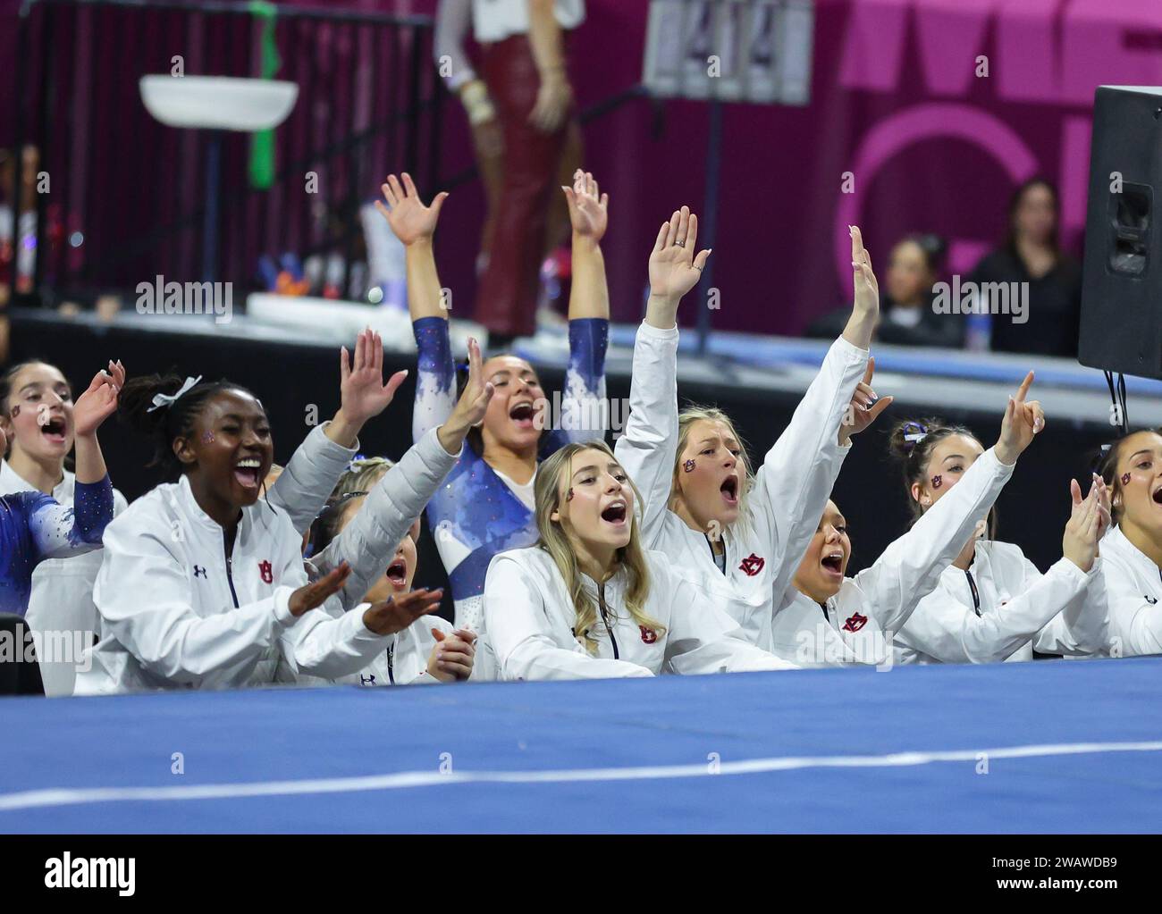 Las Vegas, NV, USA. 6th Jan, 2025. Alabama gymnasts cheer on a teammate