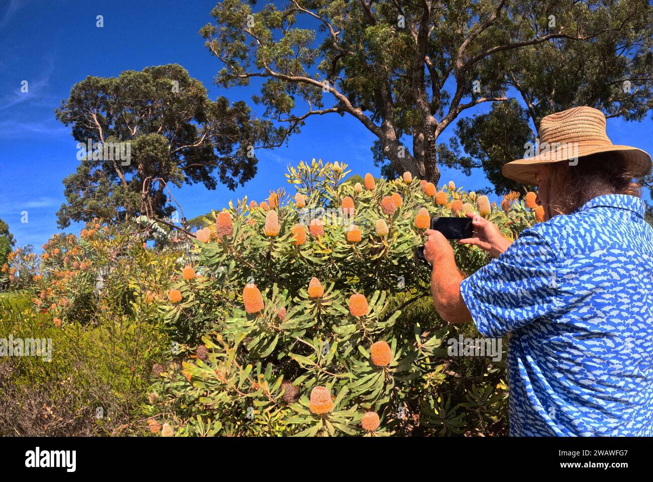 Man photographing Banksia flowers, Kings Park & Botanic Garden, Perth, Western Australia. No MR or PR Stock Photo