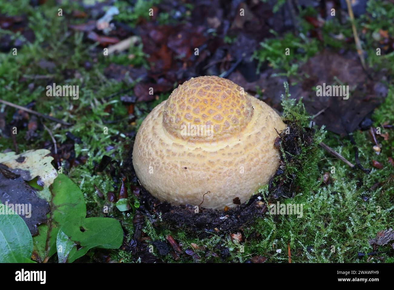 Very young Amanita muscaria, commonly known as the fly agaric or fly amanita, poisonous mushroom from Finland Stock Photo