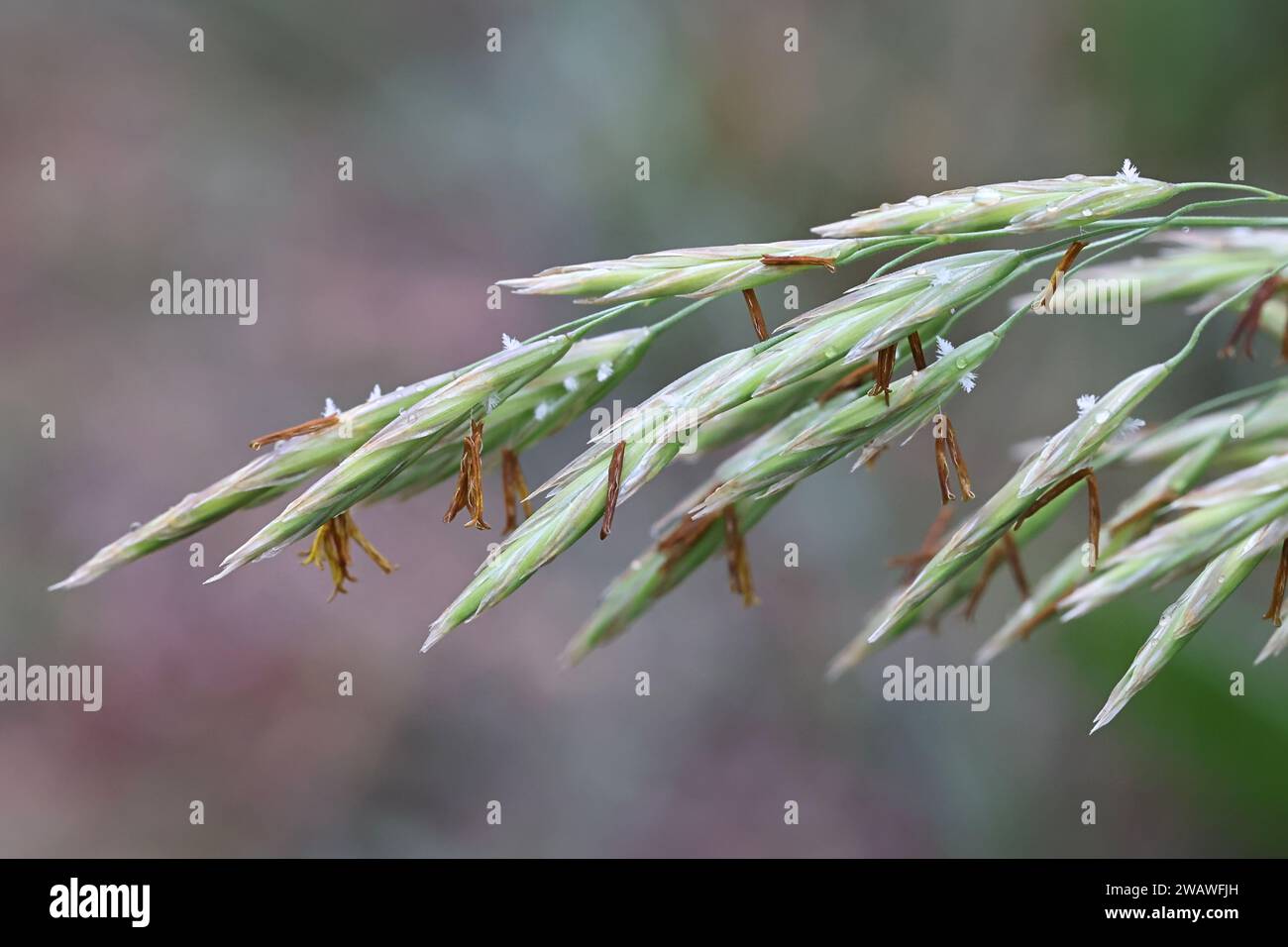 Bromus inermis, commonly known as Smooth brome, Hungarian Bromegrass or Smooth Bromegrass, wild plant from Finland Stock Photo