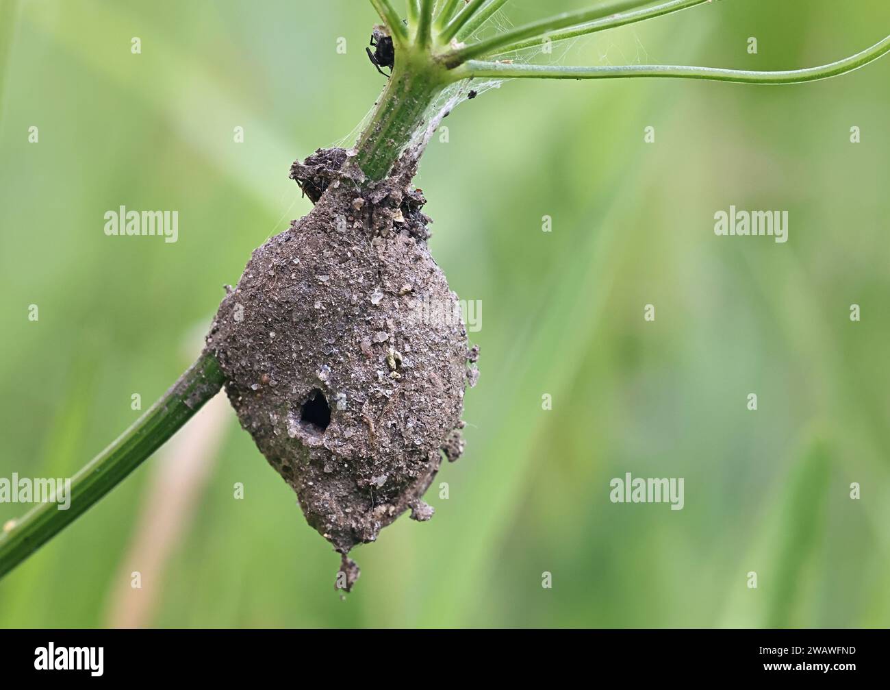Egg sac or cocoon of Agroeca brunnea, a liocranid spider from Finland Stock Photo