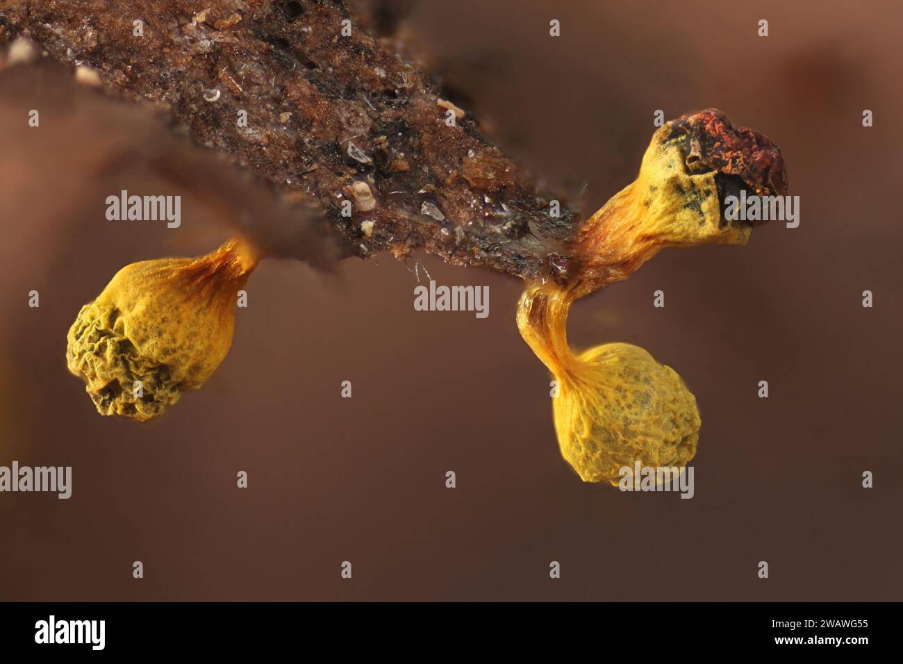 Craterium aureum, a slime mold from Finland, microscope image of sporocarp Stock Photo