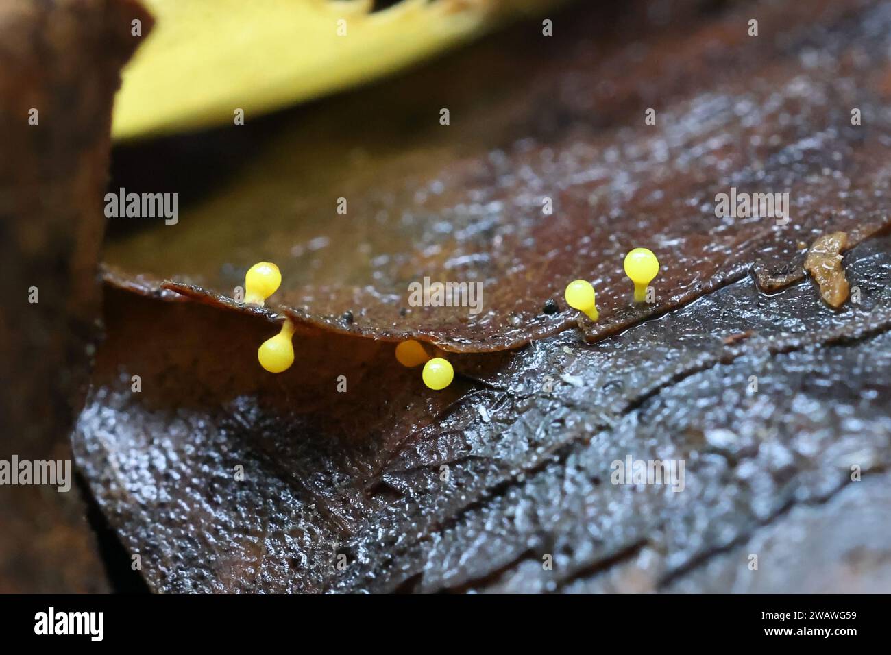Craterium aureum, a slime mold from Finland, no common English name Stock Photo