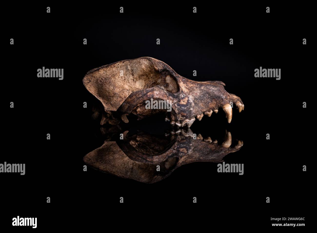 real dog skull isolated on black background Stock Photo