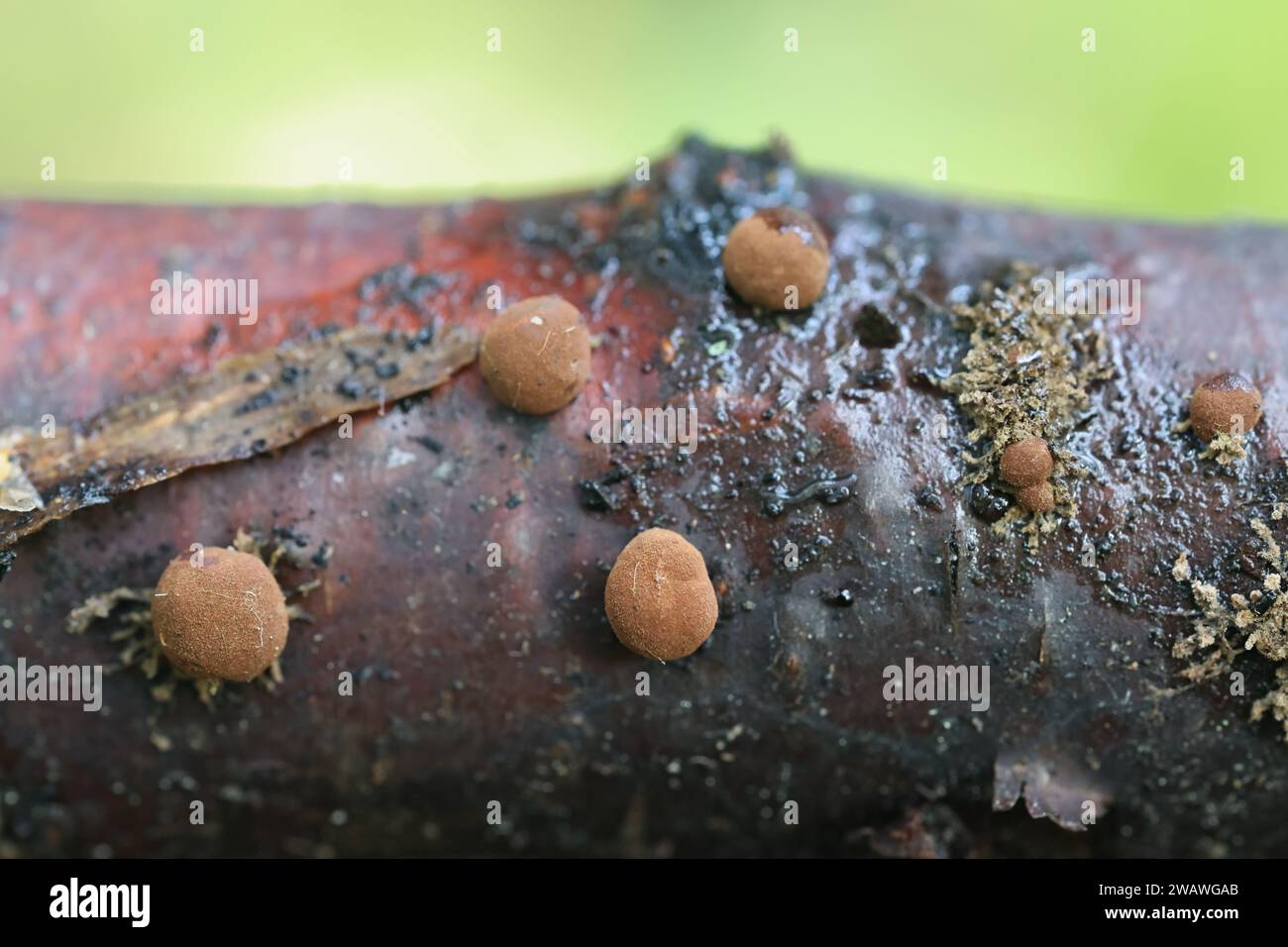 Hypoxylon howeanum, brown globose stromata and branching asexual state, wild fungus from Finland Stock Photo