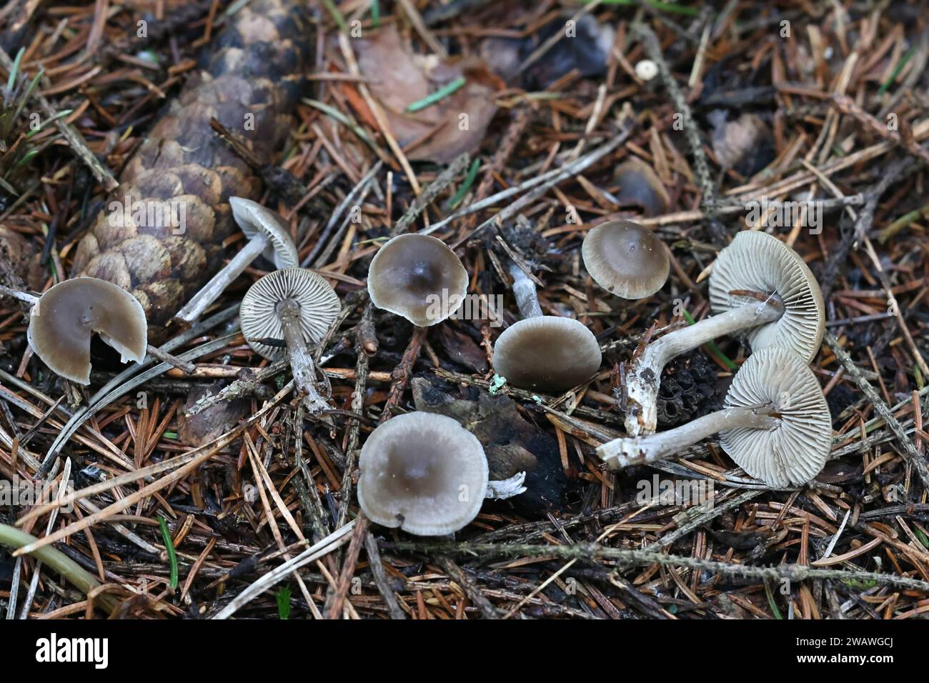 Myochromella boudieri, also called Lyophyllum boudieri, wild mushroom from Finland, no common English name Stock Photo