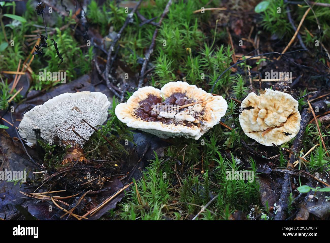 Hydnellum aurantiacum, commonly known as the orange spine or orange Hydnellum, wild tooth fungus from Finland Stock Photo