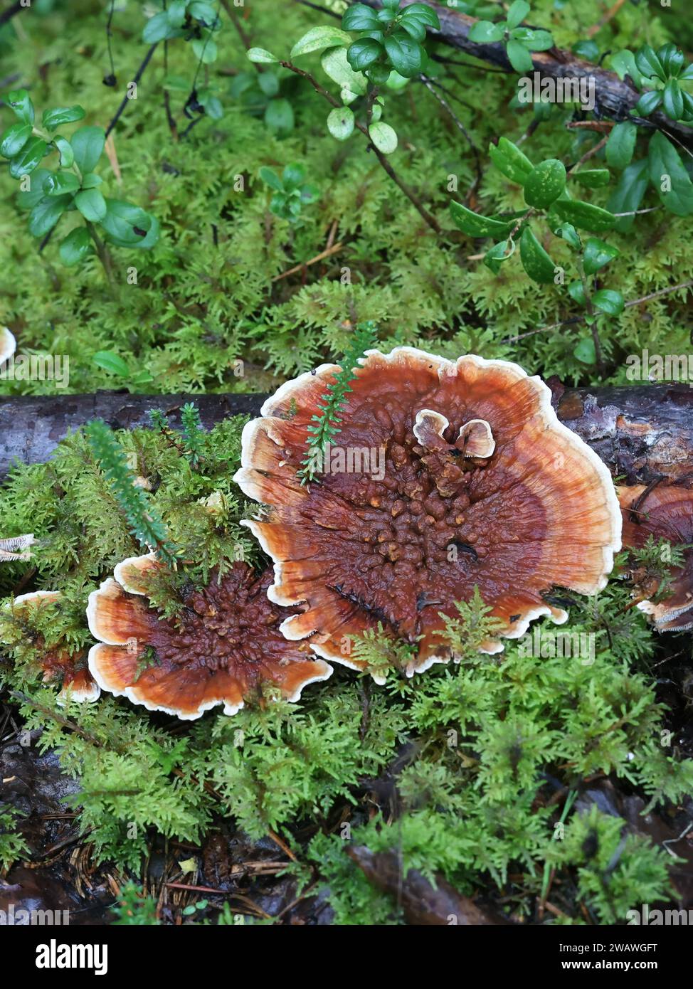 Hydnellum aurantiacum, known as the orange spine or orange Hydnellum, wild tooth fungus from Finland Stock Photo