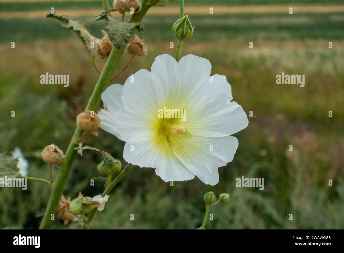 Malva white flower against the background of mountains in a natural environment. genus of herbaceous plants of the Malvaceae family Stock Photo