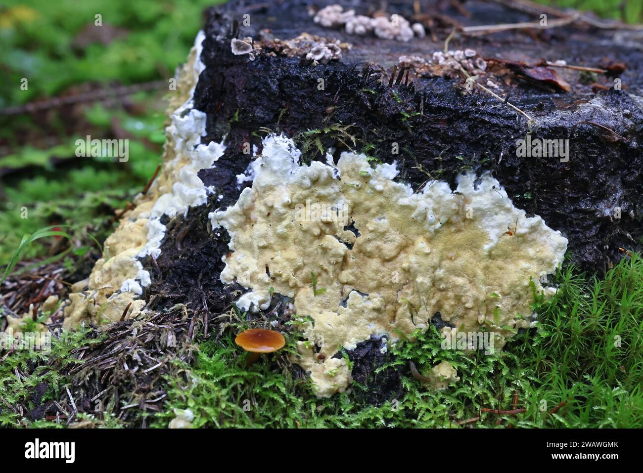 Trichoderma citrinum, also called Hypocrea citrina, wild fungus from Finland, no common English name Stock Photo